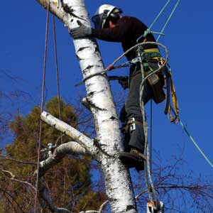 Tips for safe tree trimming and removal