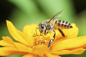 EPA awards nearly $500K to reduce pesticide risks